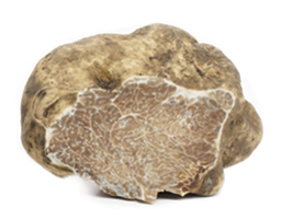 truffe blanche d'alba