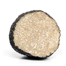 truffe blanche d'été