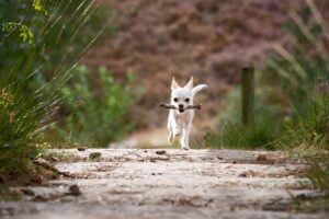 chien truffier (ou presque)