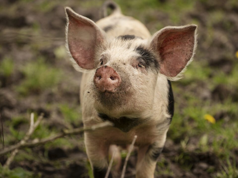 Cochon truffier
