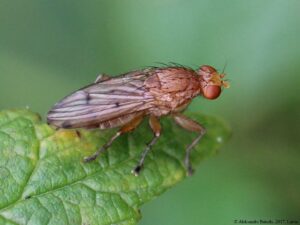 mouche truffière