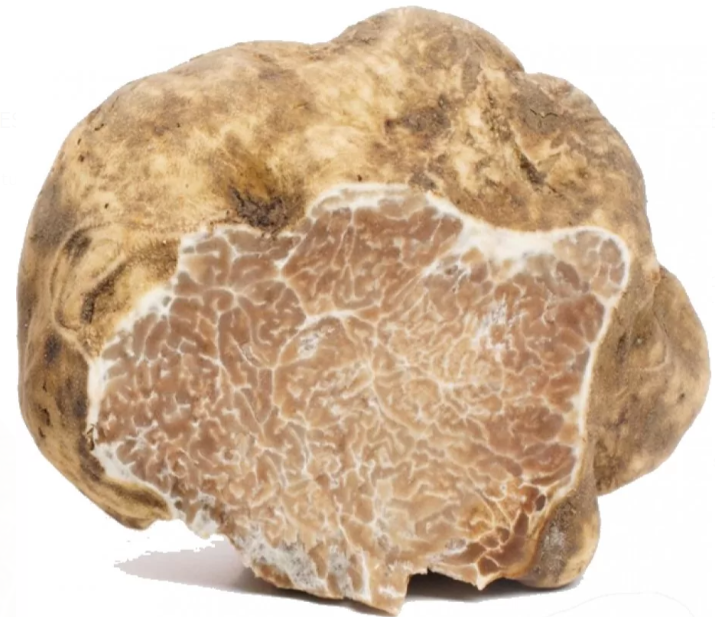 Truffe d'été (Tuber Aestivum vitt.) - Comptoir d'Alba